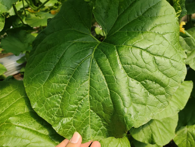 司普沃進(jìn)口水溶肥怎么樣？專業(yè)技術(shù)老師來(lái)解答。