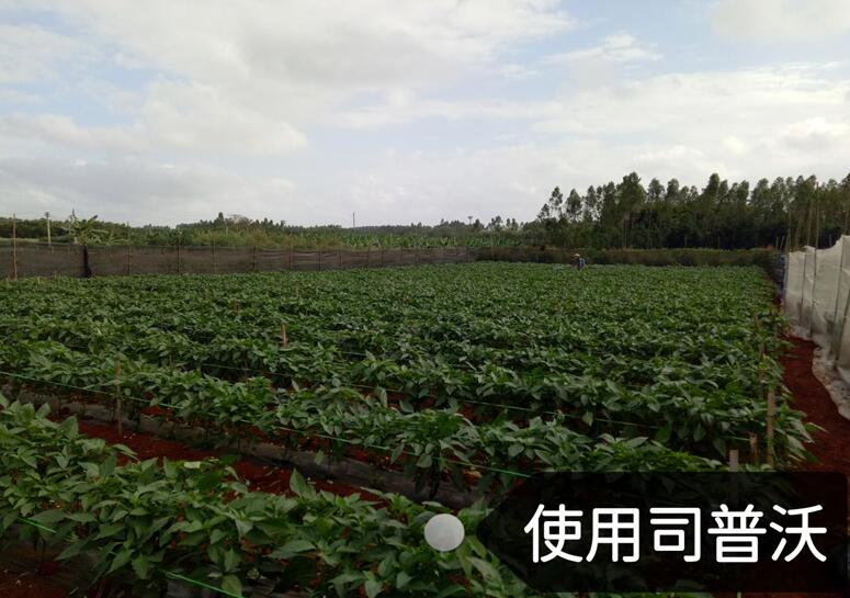 水溶肥的神奇奧秘，作物黃化也能治