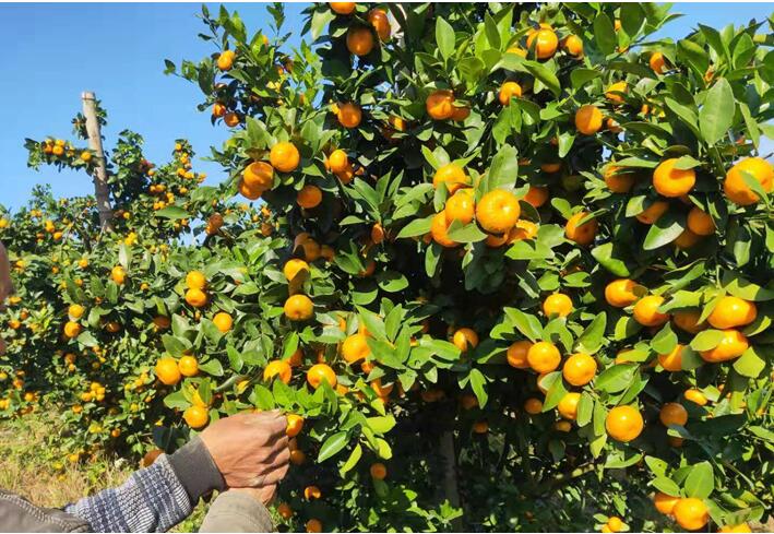 水溶肥廠家告訴你，腐植酸水溶肥有什么用