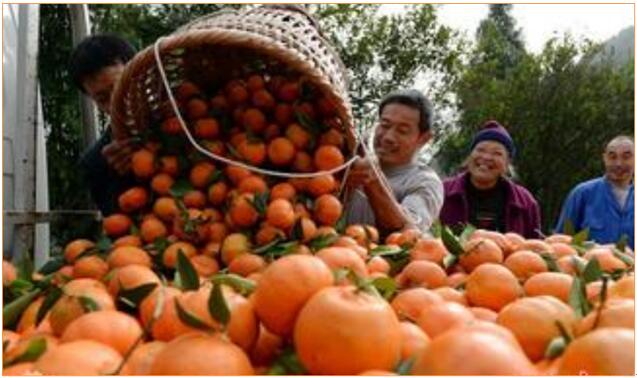 用對磷酸二氫鉀 讓你的作物成為別人家羨慕的對象！