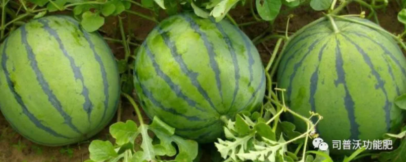 西瓜苗期6大殺手該如何防治？一定不要忽略這些病害