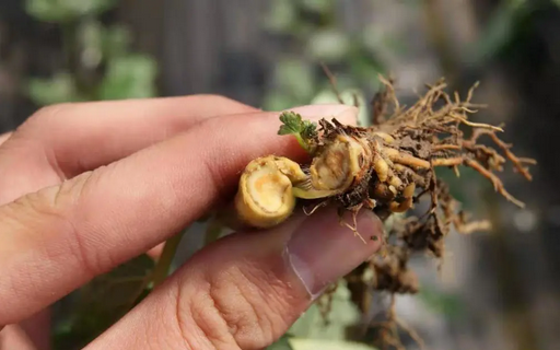 葡萄根腐病怎么辦？別擔(dān)心，司普沃赫蔓微生物菌劑能有效解決！