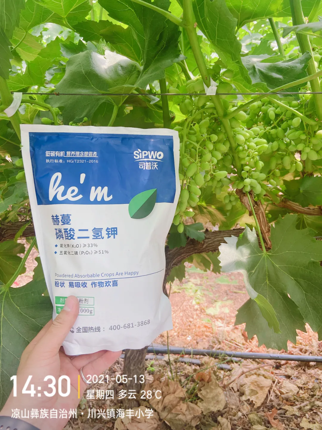 磷酸二氫鉀的辨別真假現(xiàn)場，99%以上是假貨！