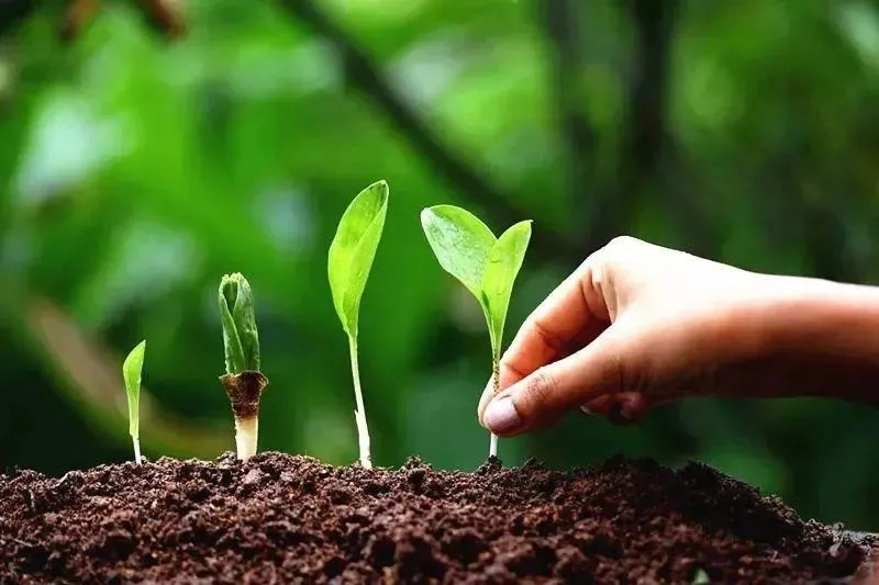 為什么你用了腐植酸會感覺沒效果？腐植酸如何正確使用，很多人不知道