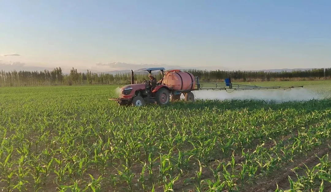 如何防止玉米倒伏？做好這三點(diǎn)*關(guān)鍵?。?！