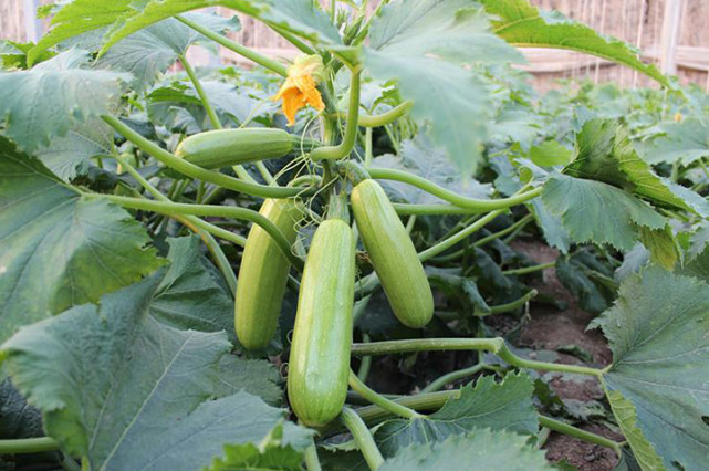 西葫蘆死苗，不知道是什么原因，司普沃來(lái)幫您！