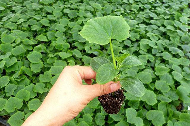 越夏黃瓜旺長(zhǎng)徒長(zhǎng)怎么辦?司普沃教您一招有效解決。