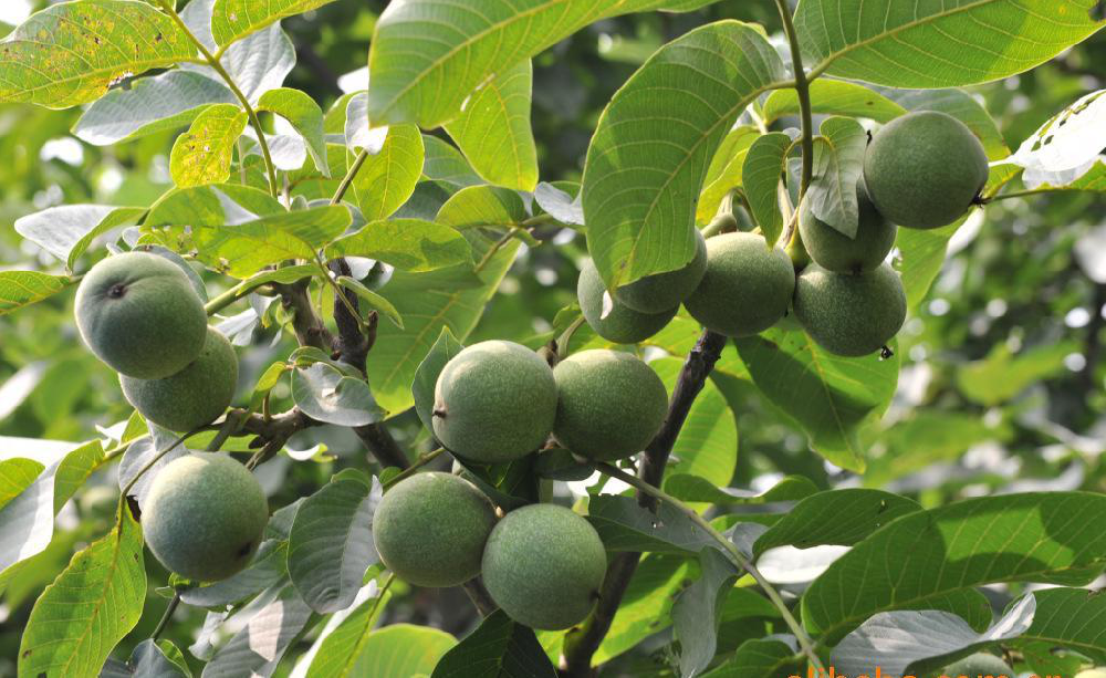 核桃早期落果，降低收益，怎么辦？