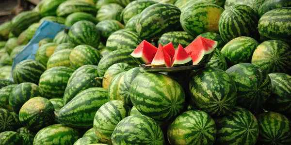 西瓜裂果怎么辦？除了水的管理還要補充這個!