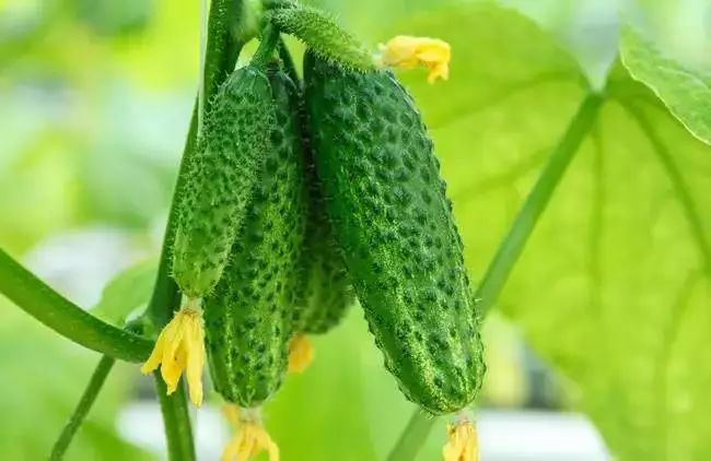 黃瓜長勢不齊，司普沃教您怎樣才能使黃瓜苗齊苗壯