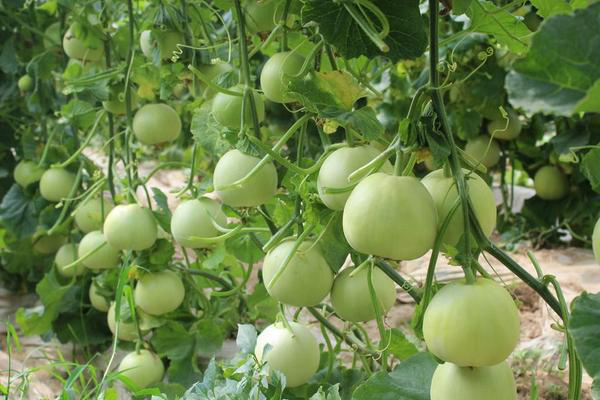 拱棚甜瓜下部葉片發(fā)黃，咋回事？來看看司普沃是怎么說的