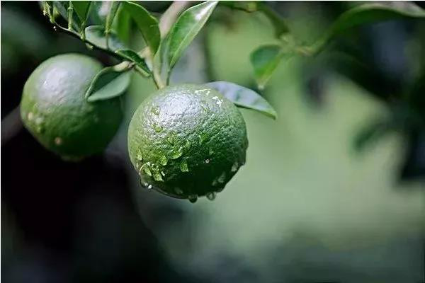 柑橘果實(shí)偏小，不知道如何選肥料，來看司普沃這篇文章