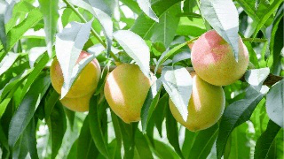 果實(shí)膨大期，遇持續(xù)降雨，怎么辦？司普沃來幫您