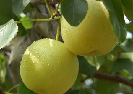 碭山酥梨糠化了，快與司普沃一起探究原因和解決方案吧！