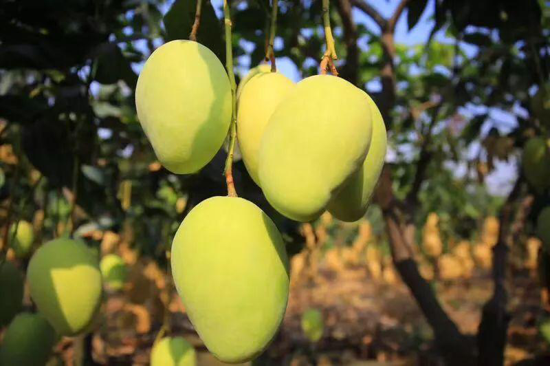 芒果落果嚴重，卻又得不到解決？司普沃來幫忙