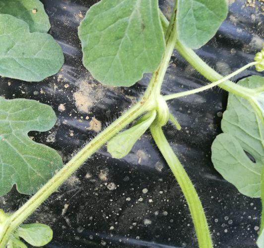 西瓜出現(xiàn)裂蔓，司普沃教您如何有效解決