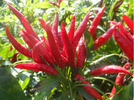 小米辣出現(xiàn)爛果，施藥后治標(biāo)未治本，司普沃教您如何有效解決