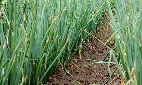 大蔥干尖黃葉，司普沃帶您了解原因及其防治措施！