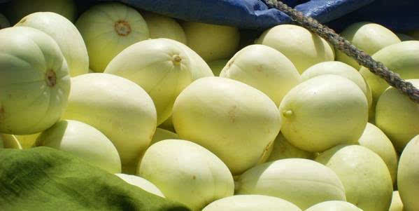 甜瓜出現(xiàn)早衰，司普沃告訴您早衰原因和防治措施，速看！