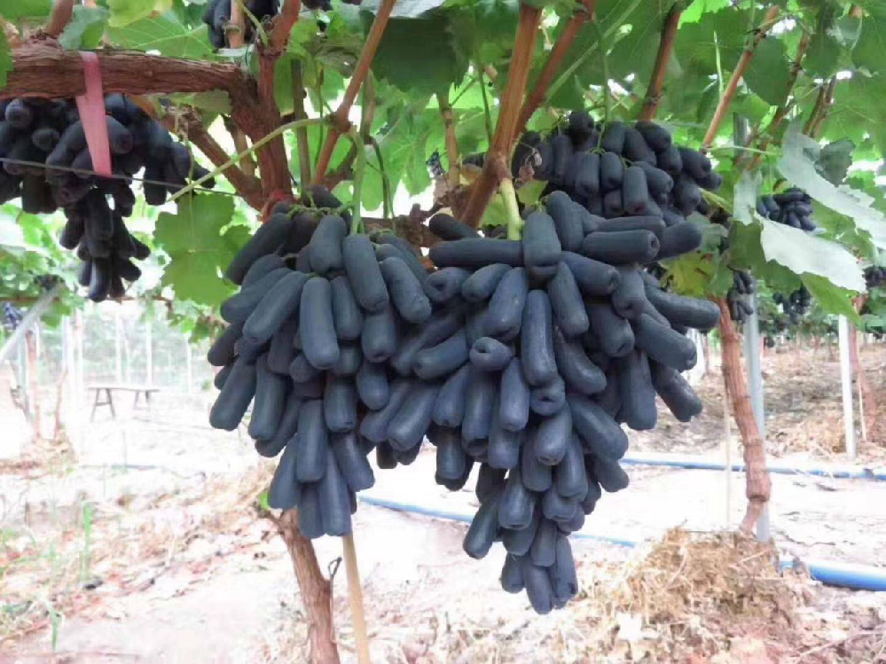 種植藍(lán)寶石葡萄，怎么使其高產(chǎn)呢？速看司普沃這篇文章
