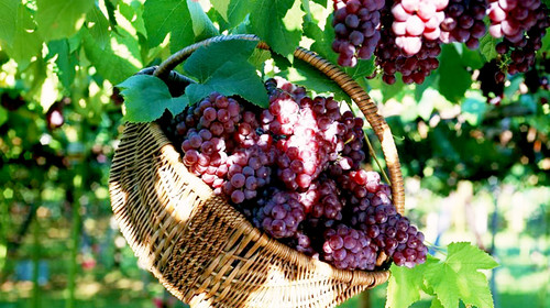 葡萄出現(xiàn)軟果？不知道原因？快與司普沃一起來尋找答案吧