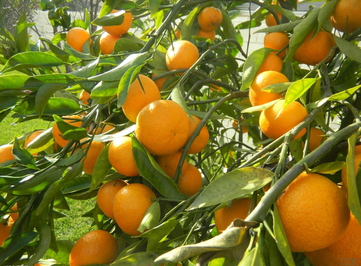 柑橘采前落果？是何原因？與司普沃一起來探究探究
