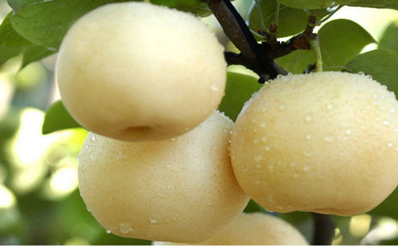 黃冠梨秋季如何管理？快與司普沃一起來看看！