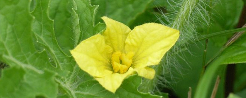 西瓜雄花無粉？這可嚴(yán)重了，與司普沃一起來看看該怎樣解決