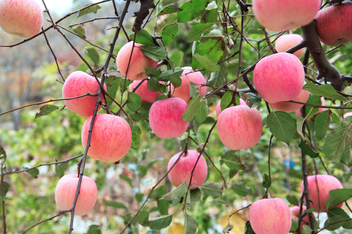 想要產(chǎn)出優(yōu)質(zhì)蘋果，8月份該補(bǔ)充什么呢？司普沃帶您來了解