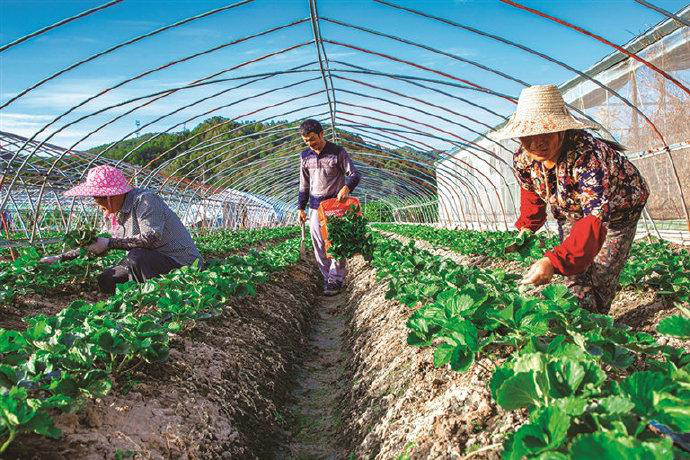 草莓栽后怎么補苗，才能獲得豐收，快與司普沃一起來看看