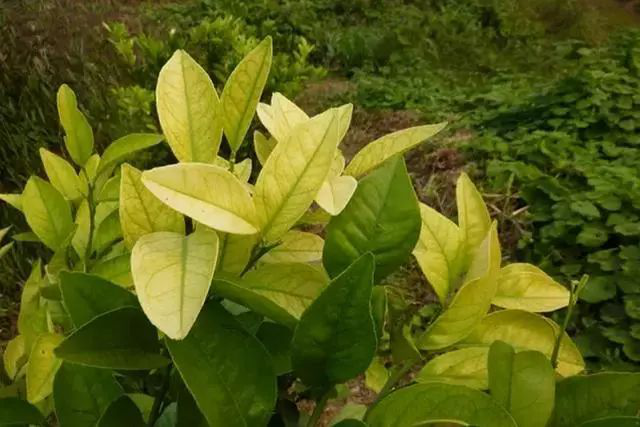 柑橘黃化是什么原因？我們該怎樣解決？速看司普沃這篇文章