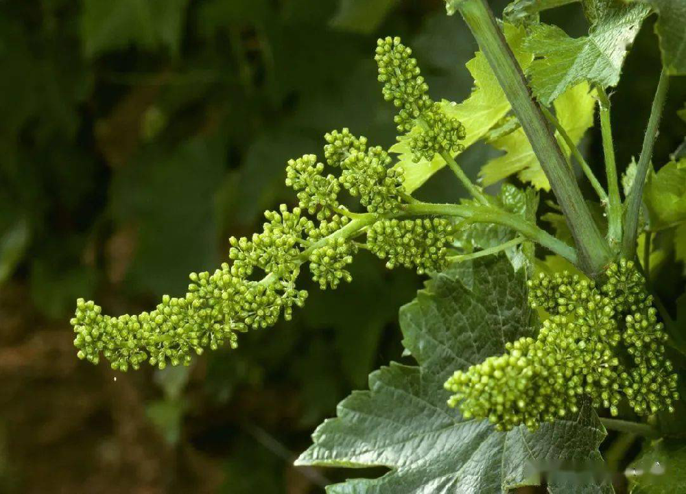 葡萄的花芽分化過程和管理，你了解多少呢？快與司普沃一起來看看