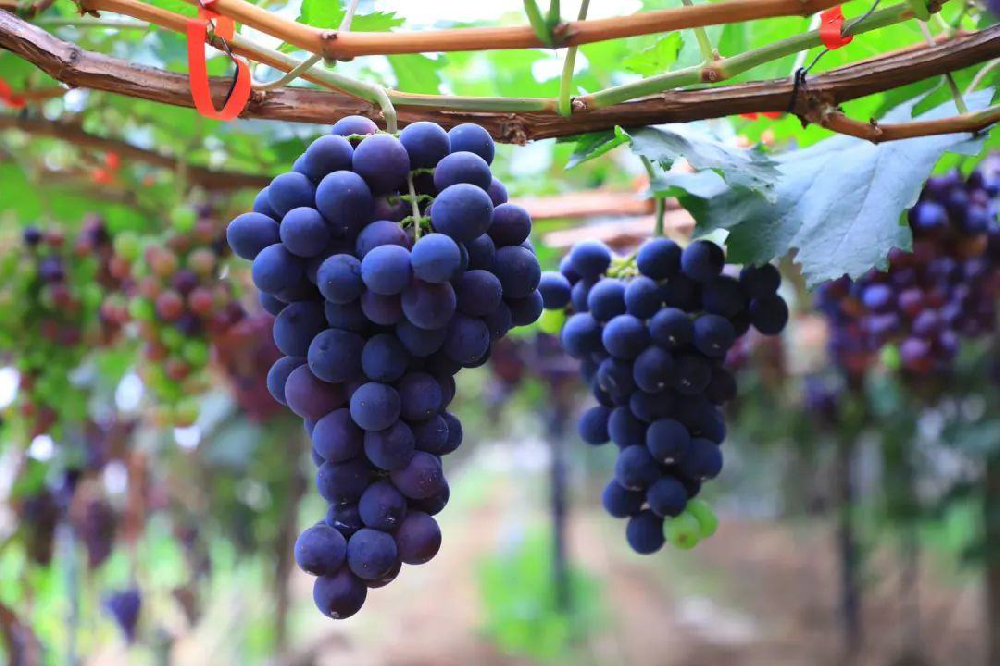 葡萄采收后如何管理？從哪里管理？速與司普沃一起了解一下