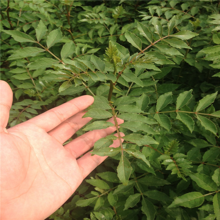 花椒根腐病如何防治？司普沃教您一招輕松解決