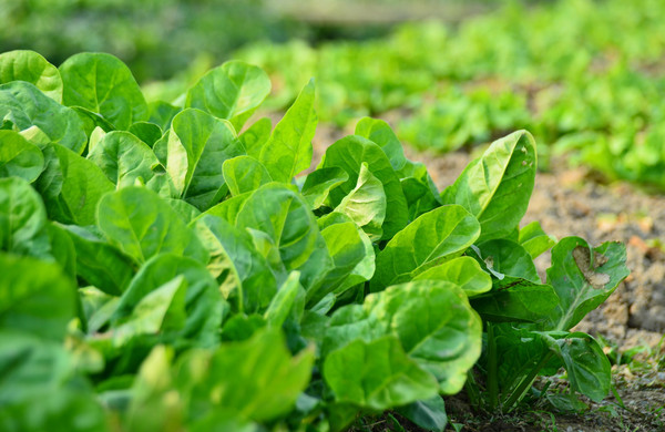 蔬菜根系弱、花少、病害多，怎么辦？與司普沃一起來看看