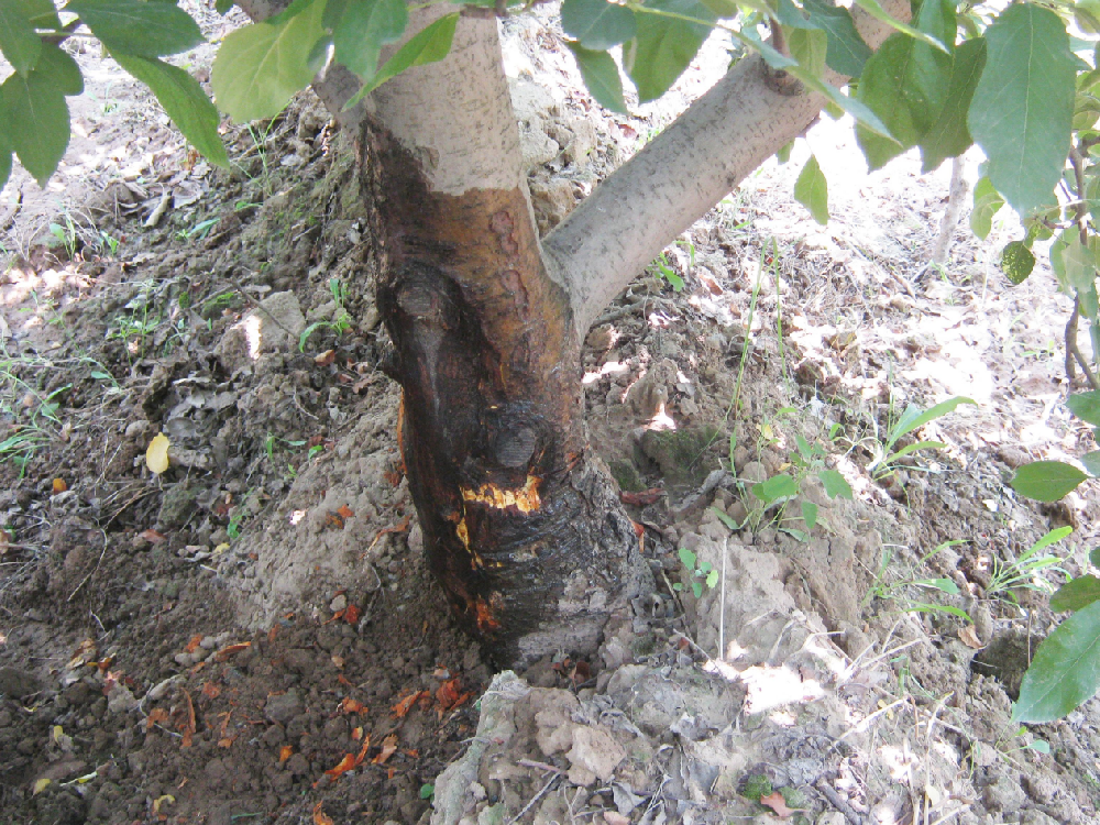 蘋果樹“干腐病”發(fā)病規(guī)律及防治技術