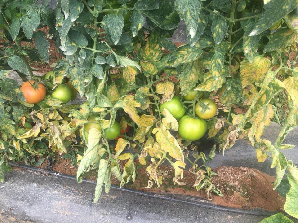 番茄葉霉病如何防治？司普沃為您解答