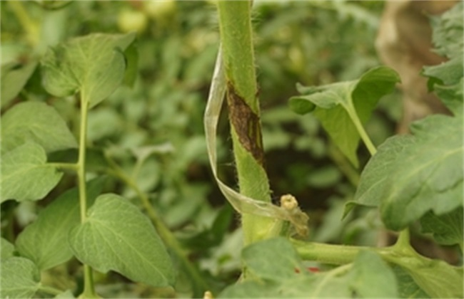 番茄芽枯病是啥原因造成的，又該怎么防治？司普沃為您輕松解決