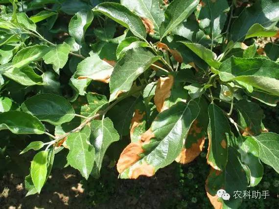 蘋果圓斑根腐病怎么辦？司普沃教您一招有效預(yù)防