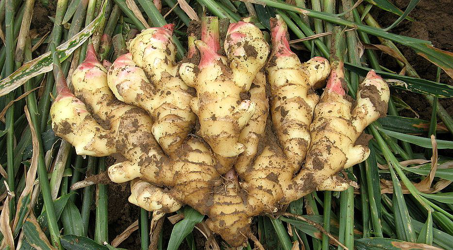 大姜想獲得高產(chǎn)，但死棵嚴(yán)重怎么辦？司普沃來幫您