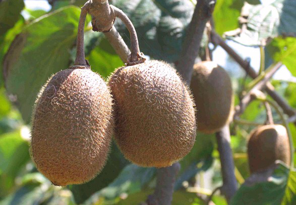 獼猴桃葉子盛、坐果少，什么原因？與司普沃一起尋找答案