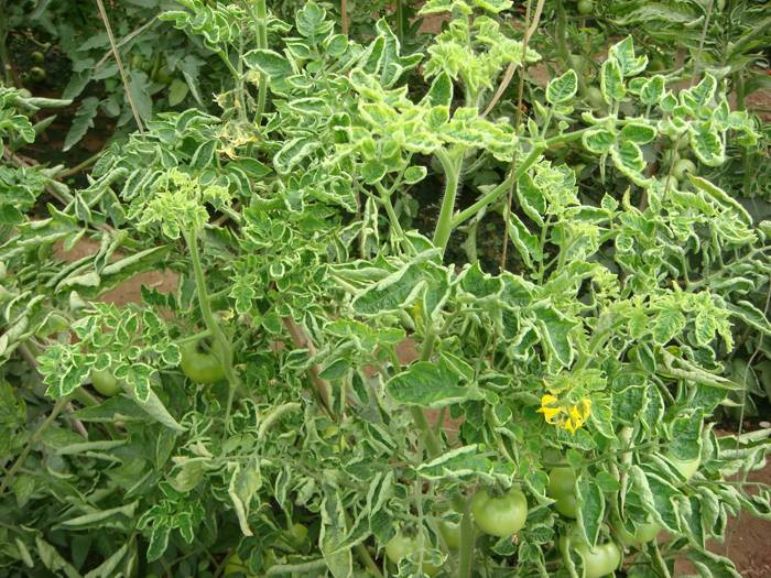 西紅柿卷葉是什么原因？應(yīng)該怎樣防治？與司普沃一起來(lái)看看