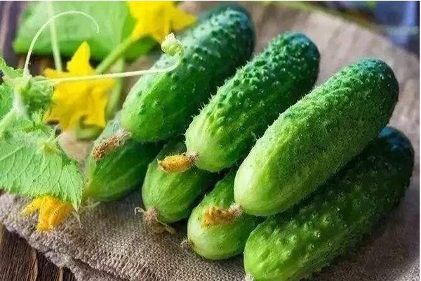 想要黃瓜優(yōu)質(zhì)生長(zhǎng)，需要考慮哪些因素，與司普沃一起討論討論