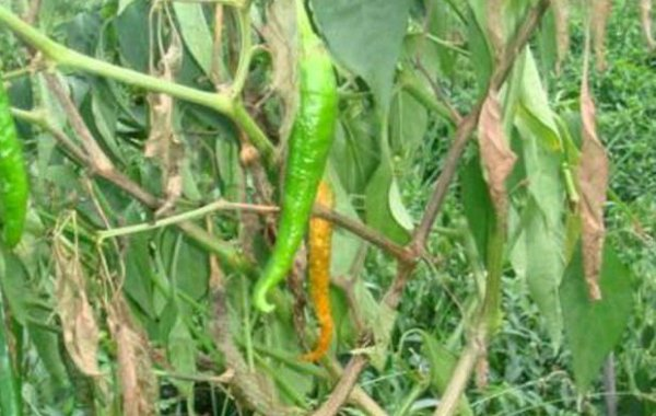辣椒青枯病有哪些危害？又當(dāng)如何防治？司普沃為您解答