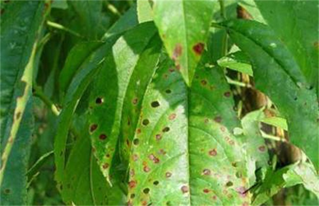 司普沃淺談桃樹(shù)炭疽病的癥狀、病原、發(fā)生規(guī)律及防治措施