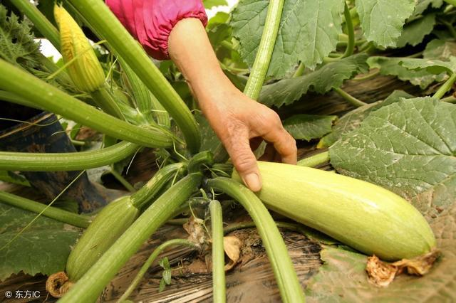 西葫蘆炭疽病如何防治？司普沃教您一招輕松解決