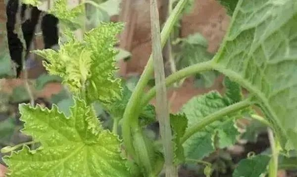 蔬菜缺硼如何進(jìn)行補(bǔ)救？司普沃告訴您