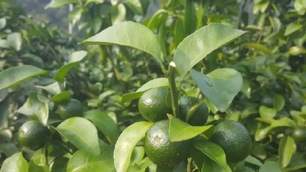 砂糖橘秋梢竟不老熟！這危害夠受嗎？司普沃來(lái)幫您