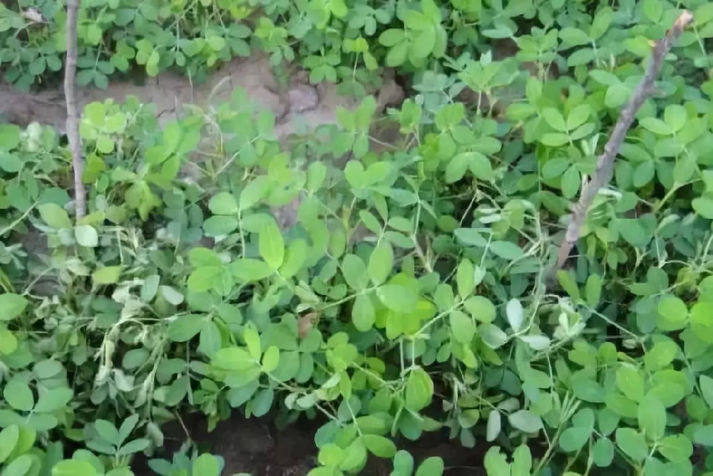 花生青枯病嚴(yán)重化怎么辦？別急，司普沃為您解答