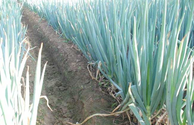 大蔥霜霉病的癥狀是什么？如何防治大蔥霜霉病？ 司普沃給出了答案。